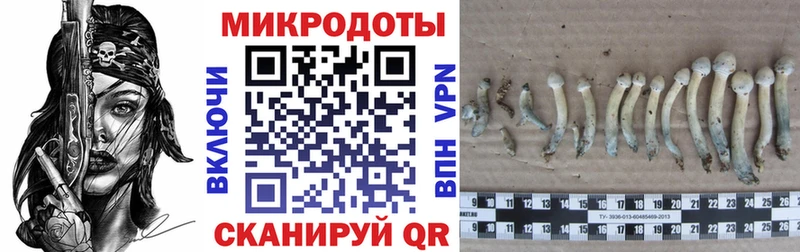 Псилоцибиновые грибы мицелий  мориарти формула  Красноперекопск  MEGA как войти 
